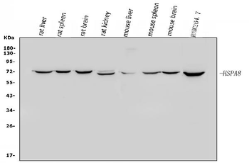 Hsc70/HSPA8 Rabbit Polyclonal Antibody
