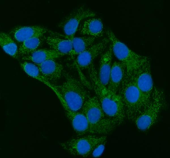 Grp75/HSPA9 Rabbit Polyclonal Antibody