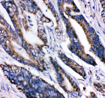 Grp75/HSPA9 Rabbit Polyclonal Antibody