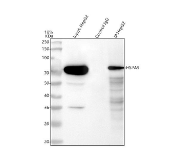 Grp75/HSPA9 Rabbit Polyclonal Antibody