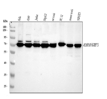 Grp75/HSPA9 Rabbit Polyclonal Antibody