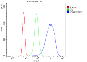 KChIP2/KCNIP2 Rabbit Polyclonal Antibody