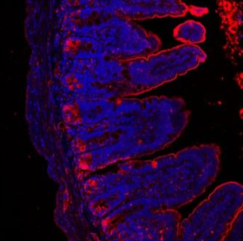 Lysozyme/LYZ Rabbit Polyclonal Antibody