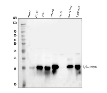 Lysozyme/LYZ Rabbit Polyclonal Antibody