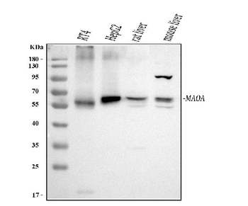 Monoamine Oxidase A/MAOA Rabbit Polyclonal Antibody