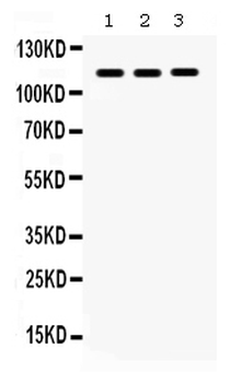 CARD12/NLRC4 Rabbit Polyclonal Antibody