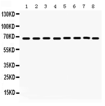 SHP2/PTPN11 Rabbit Polyclonal Antibody