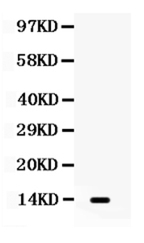 Lymphotactin/XCL1 Rabbit Polyclonal Antibody