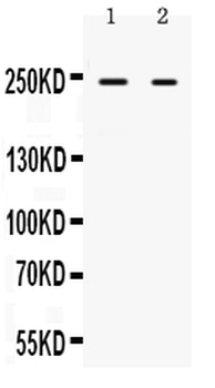ARID1A Rabbit Polyclonal Antibody