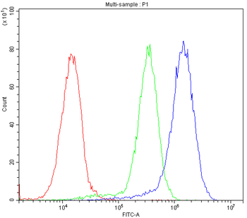 BMP5 Rabbit Polyclonal Antibody