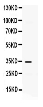 IP10/CXCL10 Rabbit Polyclonal Antibody
