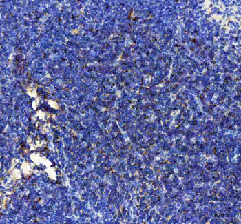 IP10/CXCL10 Rabbit Polyclonal Antibody