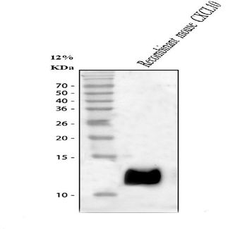 IP10/CXCL10 Rabbit Polyclonal Antibody