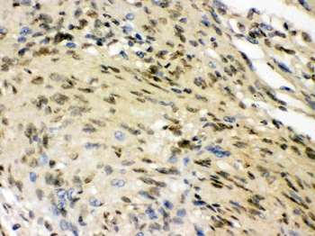 ELAVL4 Rabbit Polyclonal Antibody