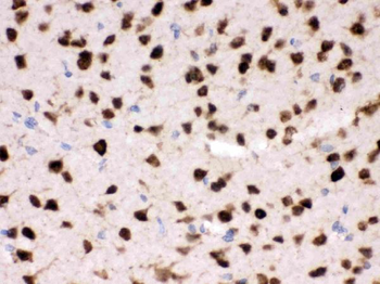 ELAVL4 Rabbit Polyclonal Antibody