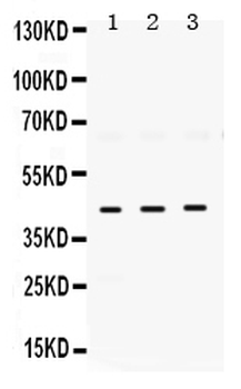 ELAVL4 Rabbit Polyclonal Antibody