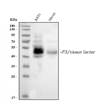 Tissue Factor/F3 Rabbit Polyclonal Antibody