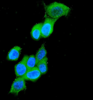 Cytokeratin 19/KRT19 Rabbit Polyclonal Antibody
