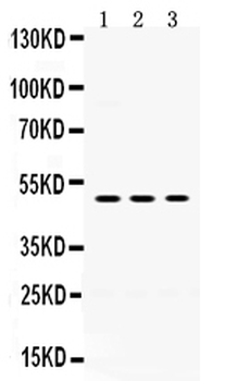 Oligodendrocyte myelin glycoprotein/OMG Rabbit Polyclonal Antibody