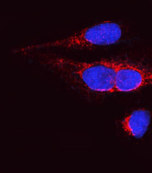 OPA1 Rabbit Polyclonal Antibody