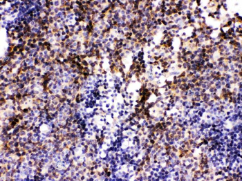 Pax2 Rabbit Polyclonal Antibody