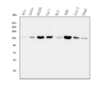 Myosin Phosphatase/PPP1R12A Rabbit Polyclonal Antibody