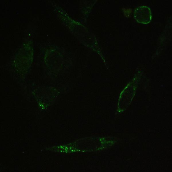 Myosin Phosphatase/PPP1R12A Rabbit Polyclonal Antibody