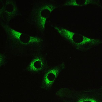 Myosin Phosphatase/PPP1R12A Rabbit Polyclonal Antibody