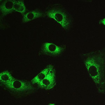 Myosin Phosphatase/PPP1R12A Rabbit Polyclonal Antibody