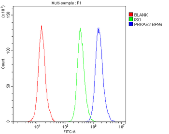 AMPK beta 2/PRKAB2 Rabbit Polyclonal Antibody