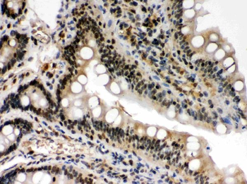 c-Rel Rabbit Polyclonal Antibody