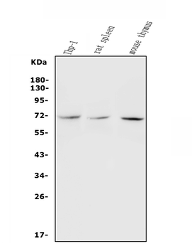 c-Rel Rabbit Polyclonal Antibody