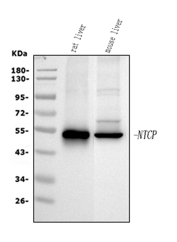SLC10A1 Rabbit Polyclonal Antibody