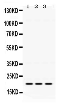 GTPase HRAS Rabbit Polyclonal Antibody