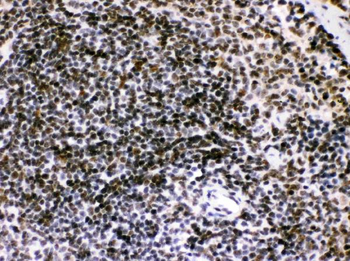 Bik Rabbit Polyclonal Antibody