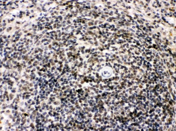 Bik Rabbit Polyclonal Antibody
