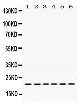 Bik Rabbit Polyclonal Antibody