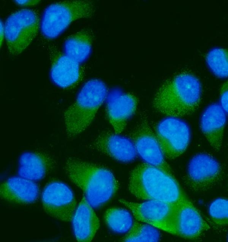 MEK7/MAP2K7 Rabbit Polyclonal Antibody