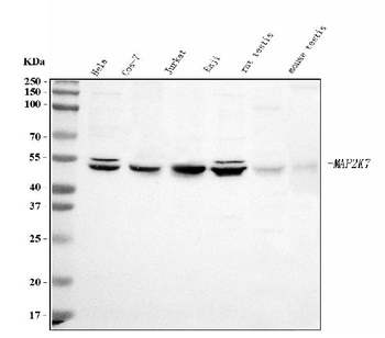 MEK7/MAP2K7 Rabbit Polyclonal Antibody