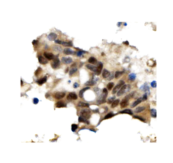 OGT/O-Linked N-Acetylglucosamine Transferase Rabbit Polyclonal Antibody