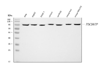 ALIX/PDCD6IP Rabbit Polyclonal Antibody