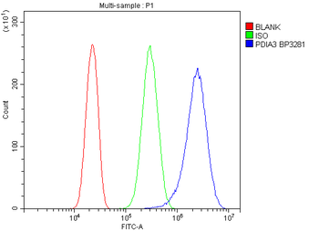 ERp57/PDIA3 Rabbit Polyclonal Antibody