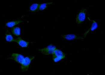 ERp57/PDIA3 Rabbit Polyclonal Antibody