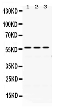 ERp57/PDIA3 Rabbit Polyclonal Antibody
