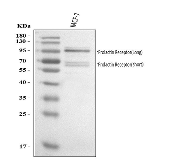 Prolactin Receptor/PRLR Rabbit Polyclonal Antibody