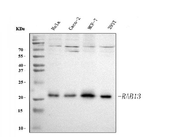 RAB13 Rabbit Polyclonal Antibody
