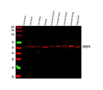 RbAp48/RBBP4 Rabbit Polyclonal Antibody