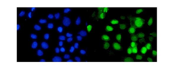 RbAp48/RBBP4 Rabbit Polyclonal Antibody
