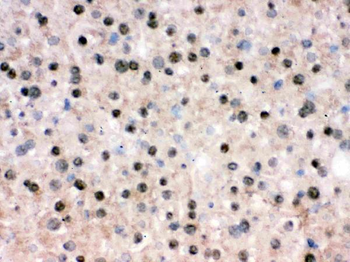 RbAp48/RBBP4 Rabbit Polyclonal Antibody