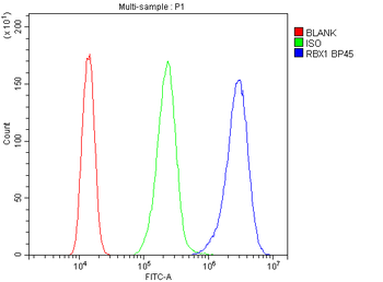 ROC1/RBX1 Rabbit Polyclonal Antibody